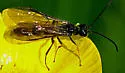European Wheat Stem Sawfly - photo 3