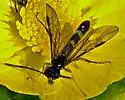 European Wheat Stem Sawfly - photo 4