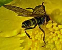 European Wheat Stem Sawfly - photo 5