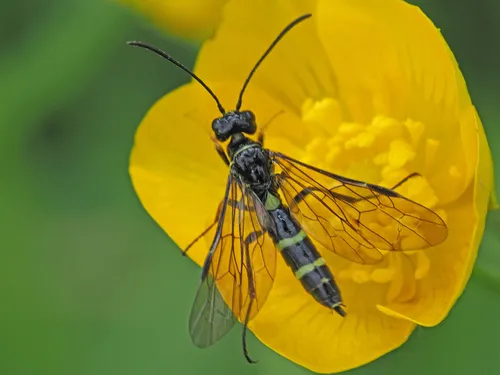 European Wheat Stem Sawfly