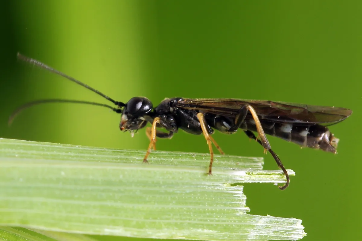 Angled Stem-sawfly - photo 3
