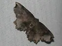 Dark Scallop Moth - Hodges#6834