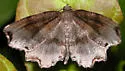Dark Scallop Moth - Hodges#6834 - photo 3