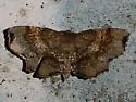 Dark Scallop Moth - Hodges#6834 - photo 4