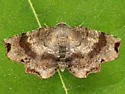 Dark Scallop Moth - Hodges#6834 - photo 5