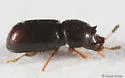 Ceracis californicus