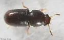 Ceracis californicus - photo 2