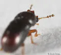 Ceracis californicus - photo 3