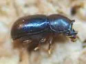 Ceracis minutissimus