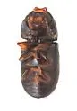 Ceracis minutissimus - photo 2