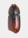 Ceracis minutissimus - photo 3
