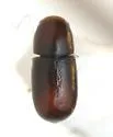 Ceracis minutissimus - photo 4