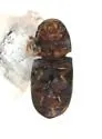 Ceracis minutissimus - photo 5