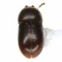Ceracis nigropunctatus - photo 2