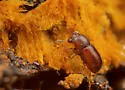 Ceracis singularis