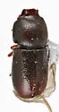 Ceracis sp-one-calif - Ceracis sp-one-calif