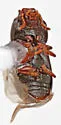 Ceracis sp-one-calif - photo 2
