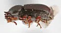 Ceracis sp-one-calif - photo 3