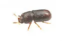 Ceracis sp-one-calif - photo 4