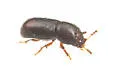 Ceracis sp-one-calif - photo 5