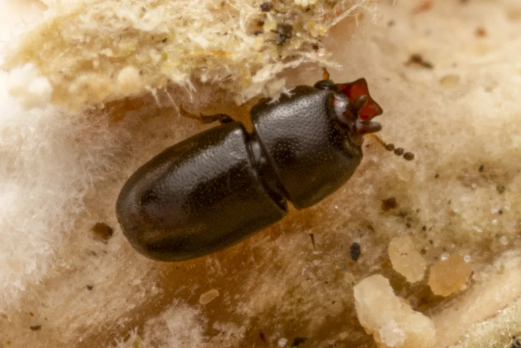 Ceracis thoracicornis
