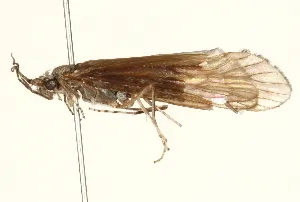 Ceraclea cancellata