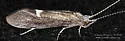 Ceraclea enodis