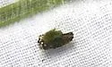 Ceraclea maculata