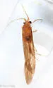 Ceraclea maculata - photo 5