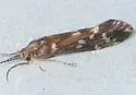 Ceraclea resurgens