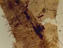 Ceraclea resurgens - photo 4