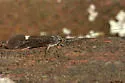 Ceraclea slossonae