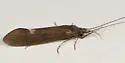 Ceraclea slossonae - photo 2