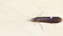 Ceraclea slossonae - photo 3