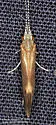 Ceraclea tarsipunctata - photo 2