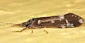 Ceraclea transversa
