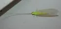 Ceraeochrysa cincta - photo 2