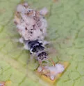Ceraeochrysa claveri
