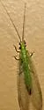 Ceraeochrysa claveri - photo 2