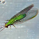 Ceraeochrysa cubana