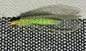 Ceraeochrysa cubana - photo 3