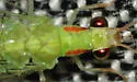 Ceraeochrysa cubana - photo 4