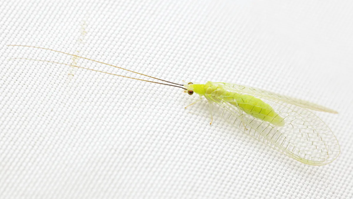 Stripe-horned Green Lacewing - photo 3