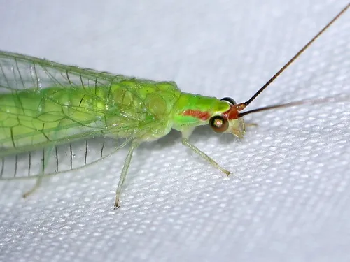Smith's Green Lacewing