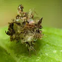 Ceraeochrysa valida - photo 2