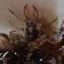 Ceraeochrysa valida - photo 5