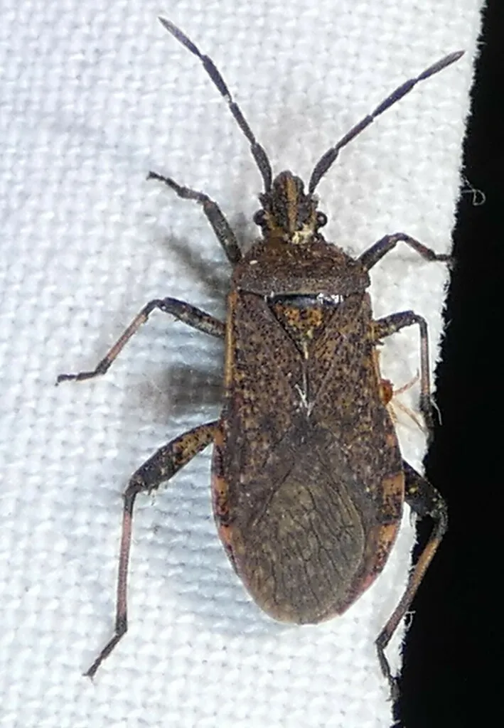 Ceraleptus americanus - photo 2
