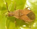 Ceraleptus pacificus
