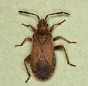 Ceraleptus pacificus - photo 2