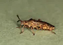 Ceraleptus pacificus - photo 3